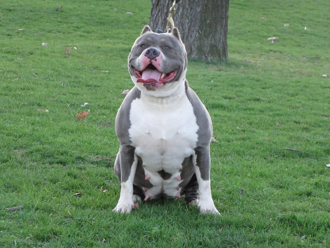 Pitbull Wallpapers