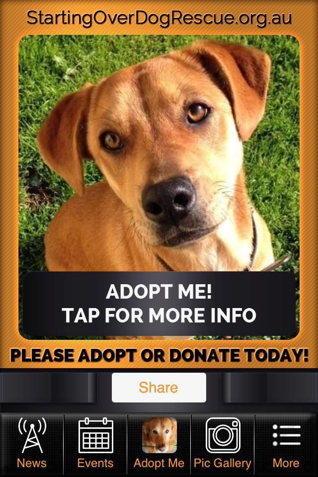 Starting Over Dog Rescue