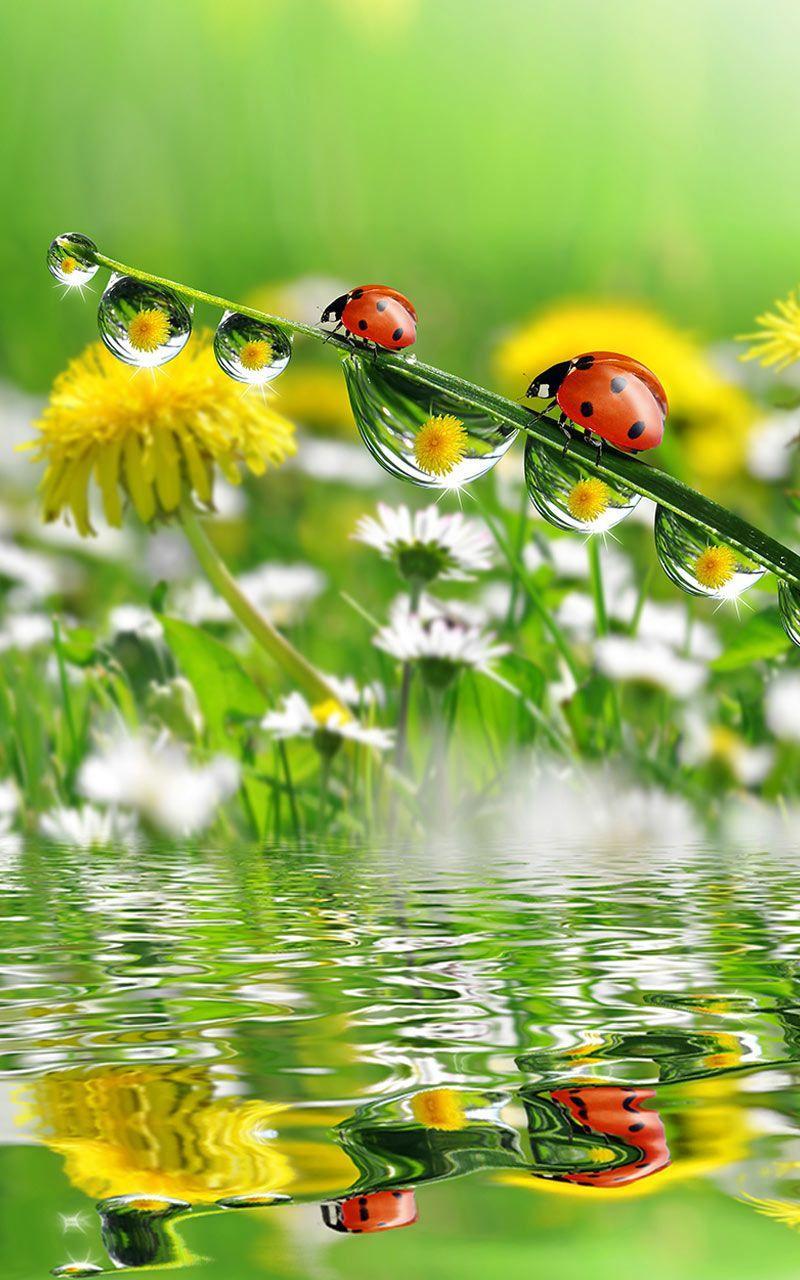 Ladybug Live Wallpaper