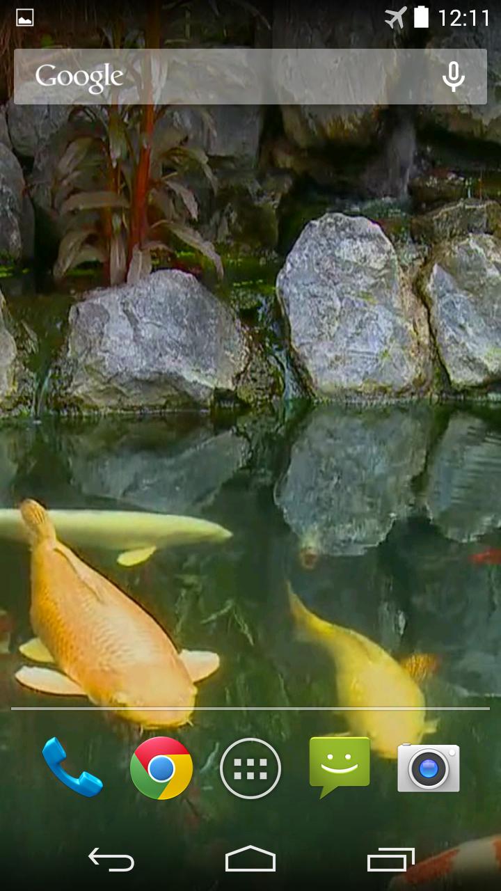 Koi Pond Video Live Wallpaper