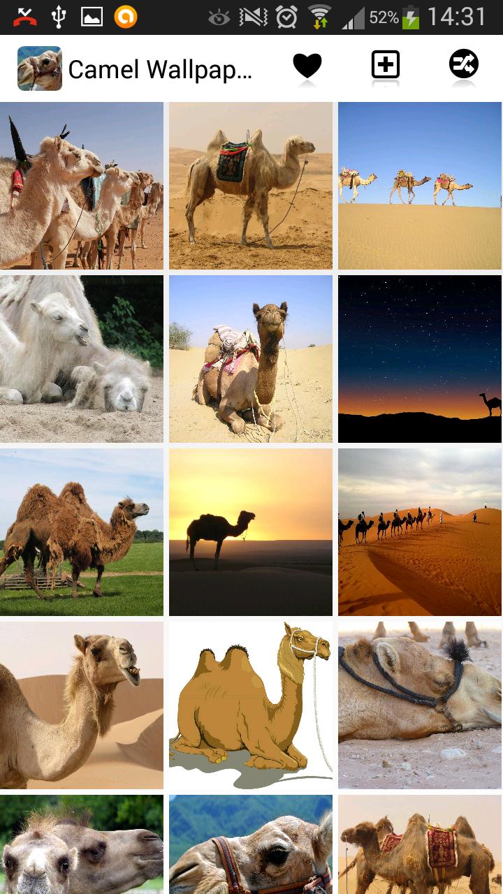 Camel Wallpapers