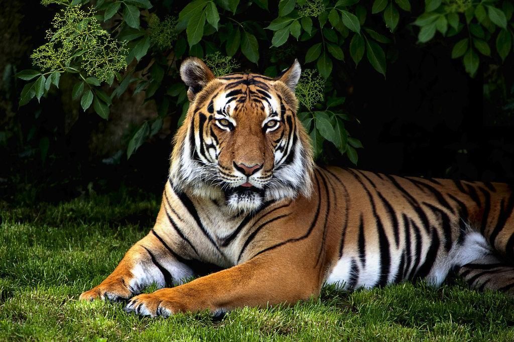 Jigsaw Animals Game
