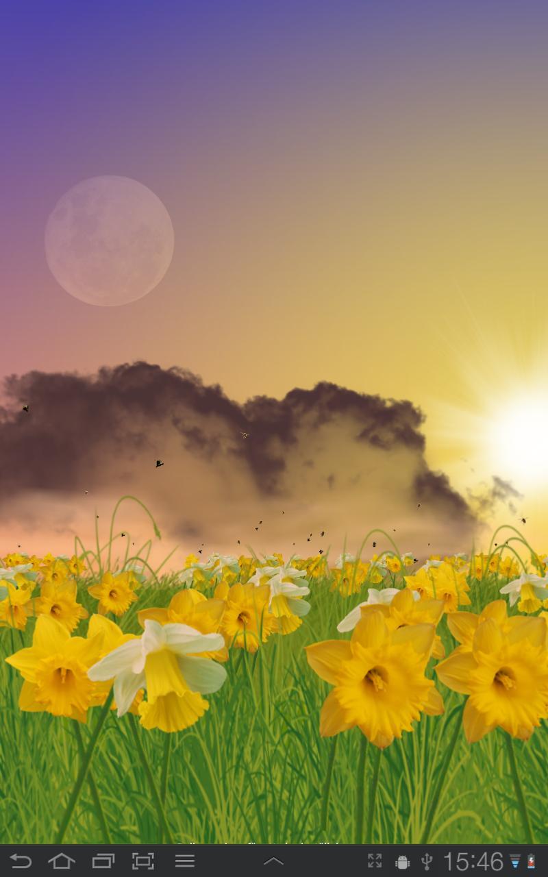 Daffodils Free