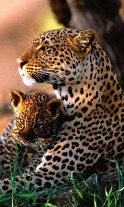 Cheetah Wallpapers